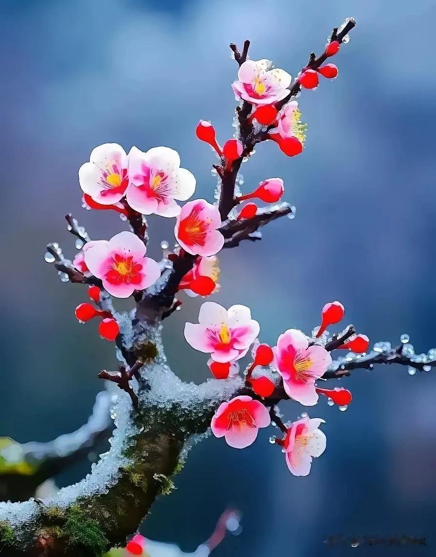 上联“雪落梅枝添画意”意境清雅，
您对的下联“疏影横斜暗香盈”

既贴合上联意境