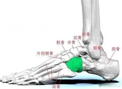 骰骨综合征，又称骰骨卡压综合征、骰骨半脱位/功能紊乱综合征，是足外侧骰骨及其周围