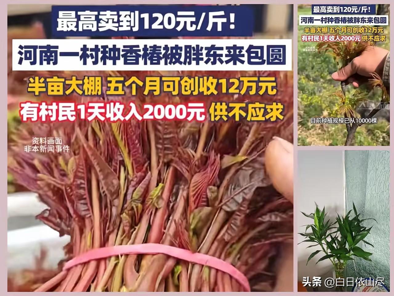 “这就是命！”河南一村干部听战友说1斤香椿在上海能卖七八十元。这位村干部还真就信