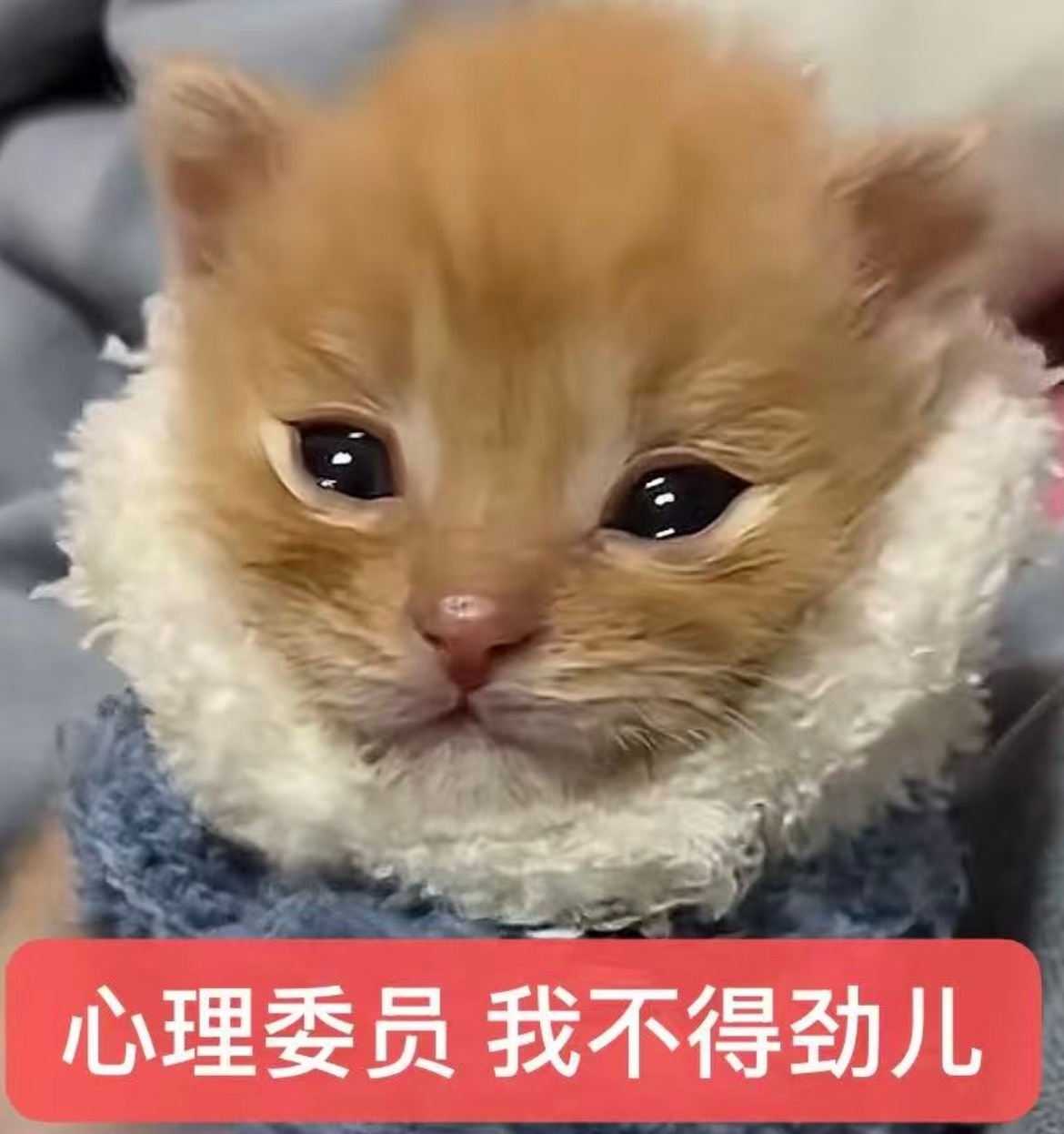 达尼尔我不得劲儿，你出来哄哄我 