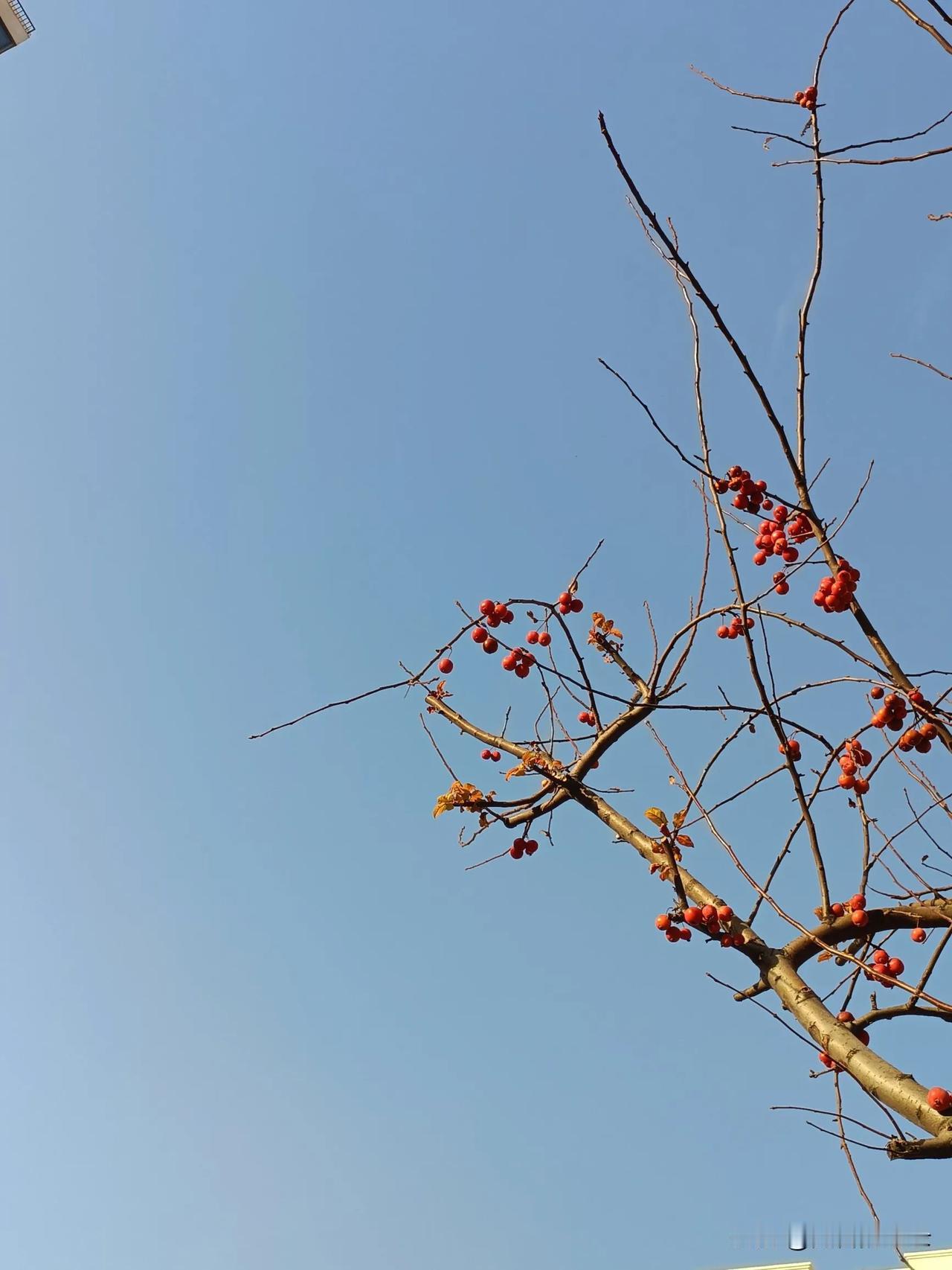 冬咏梅，秋诵菊，四季轮回不歇息，待到春风吹拂时，遍地鲜花任你赞！