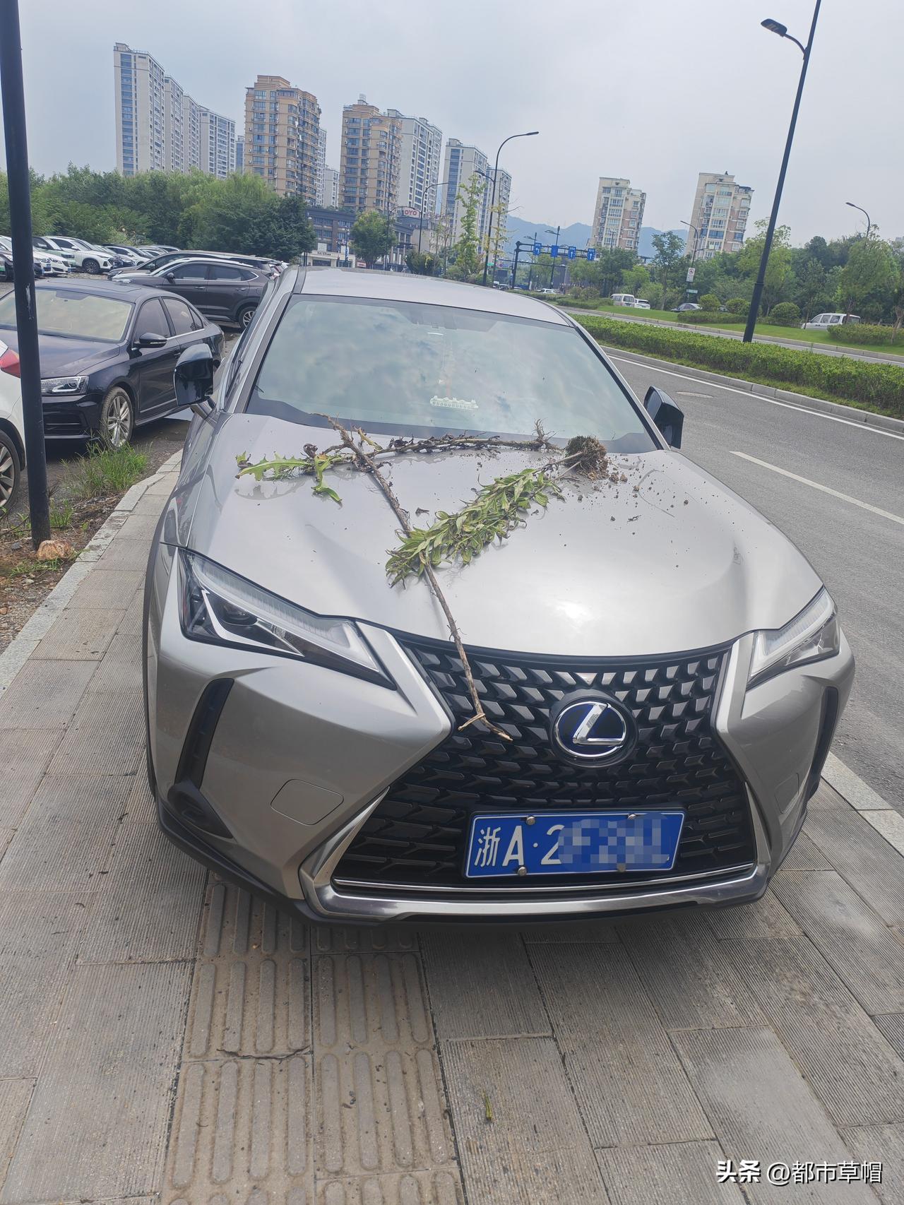 去社区医院配药回来，看见一辆轿车停在了人行道上，车上放着两棵带着泥土的野草，应该