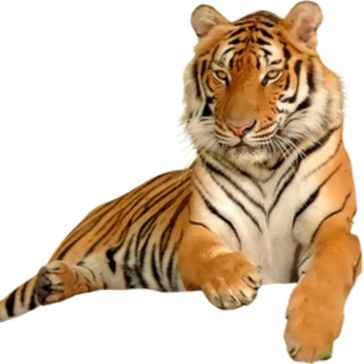 花豹在老虎的力量，体重面前就是宠物