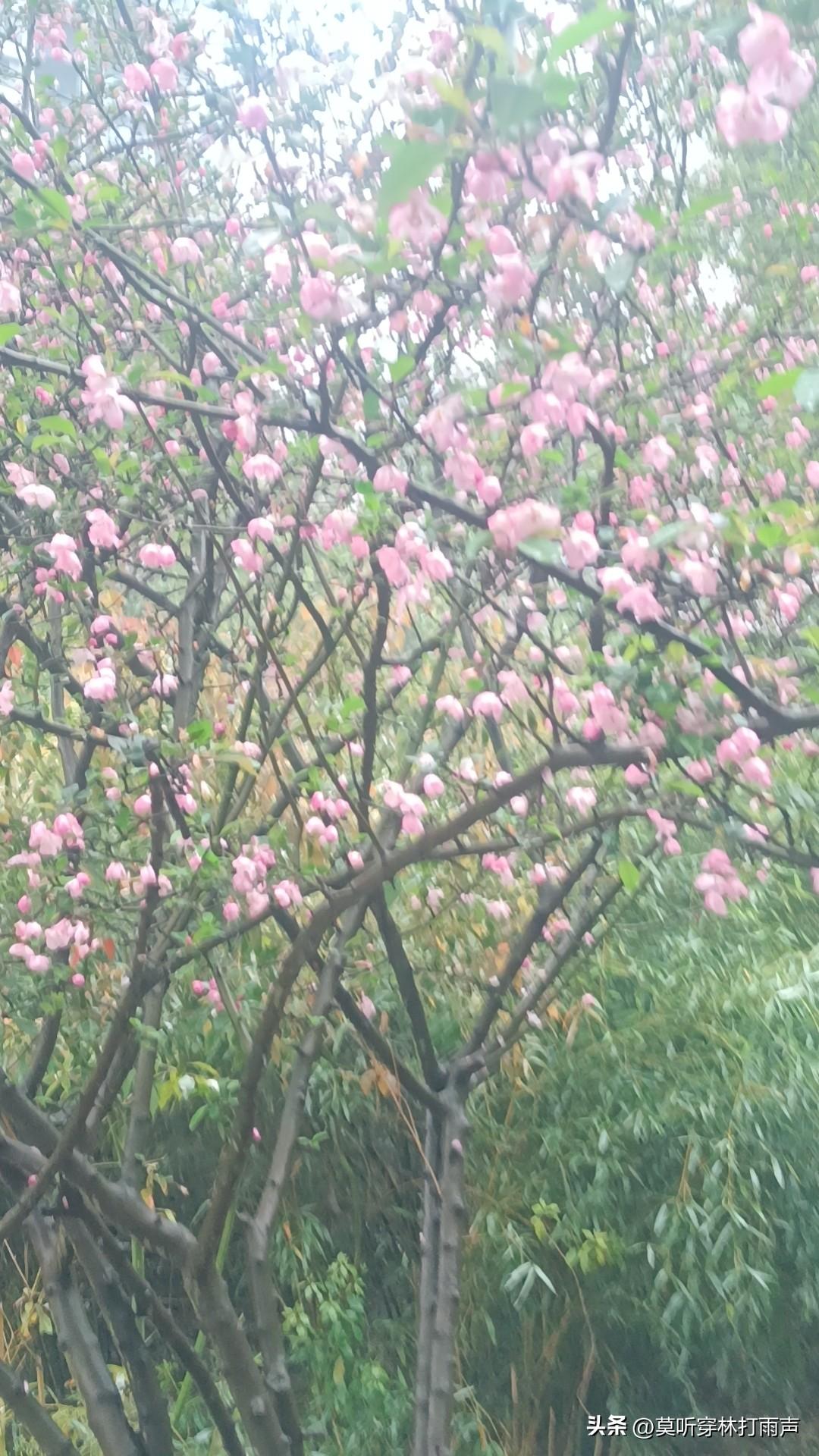 庄子的智慧如星辰照亮人生，读懂“盗亦有道”“巢林一枝”“白驹过隙”这三个成语，能