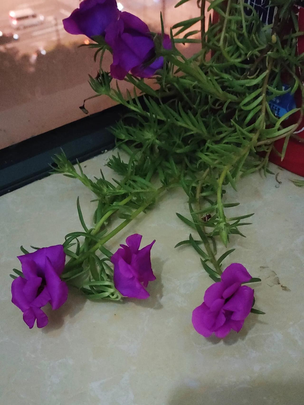 夏季开始就陆陆续续开花，这回开得最多，一次就开了6朵。太阳南移后，阳台上阳光充足