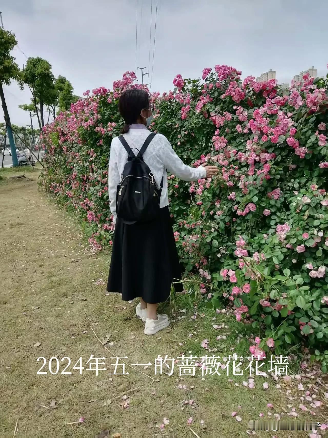 比较了一下去年和今年的蔷薇花花墙。
去年的五一，一场雨后，蔷薇花凋零了不少，远看