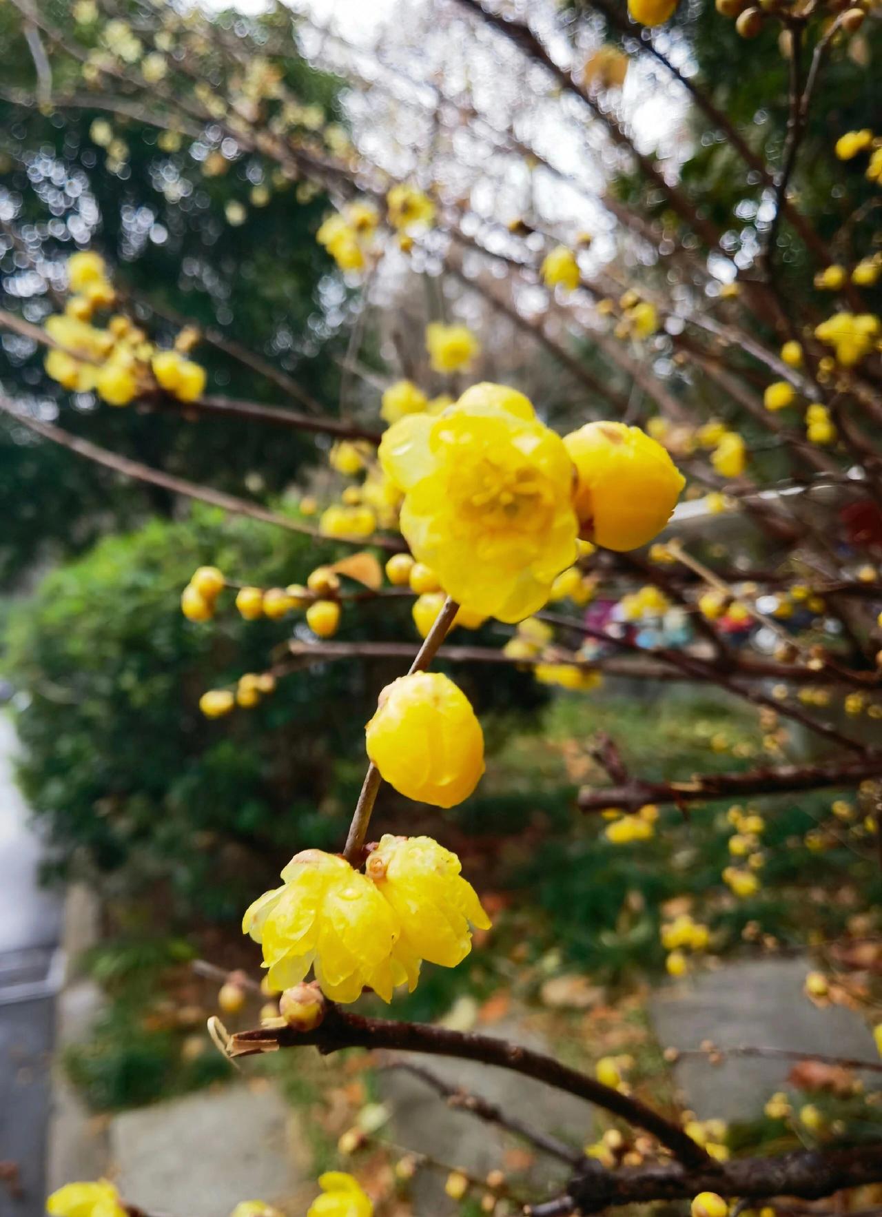 晨雾未散时，忽见墙角数枝蜡梅正悄然绽放。深褐色的枝干遒劲如铁，缀满金黄的花朵，像