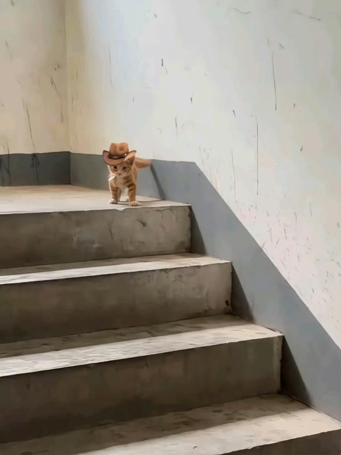 社会没有参天树，我叫小喵你记住🐱 ​​​