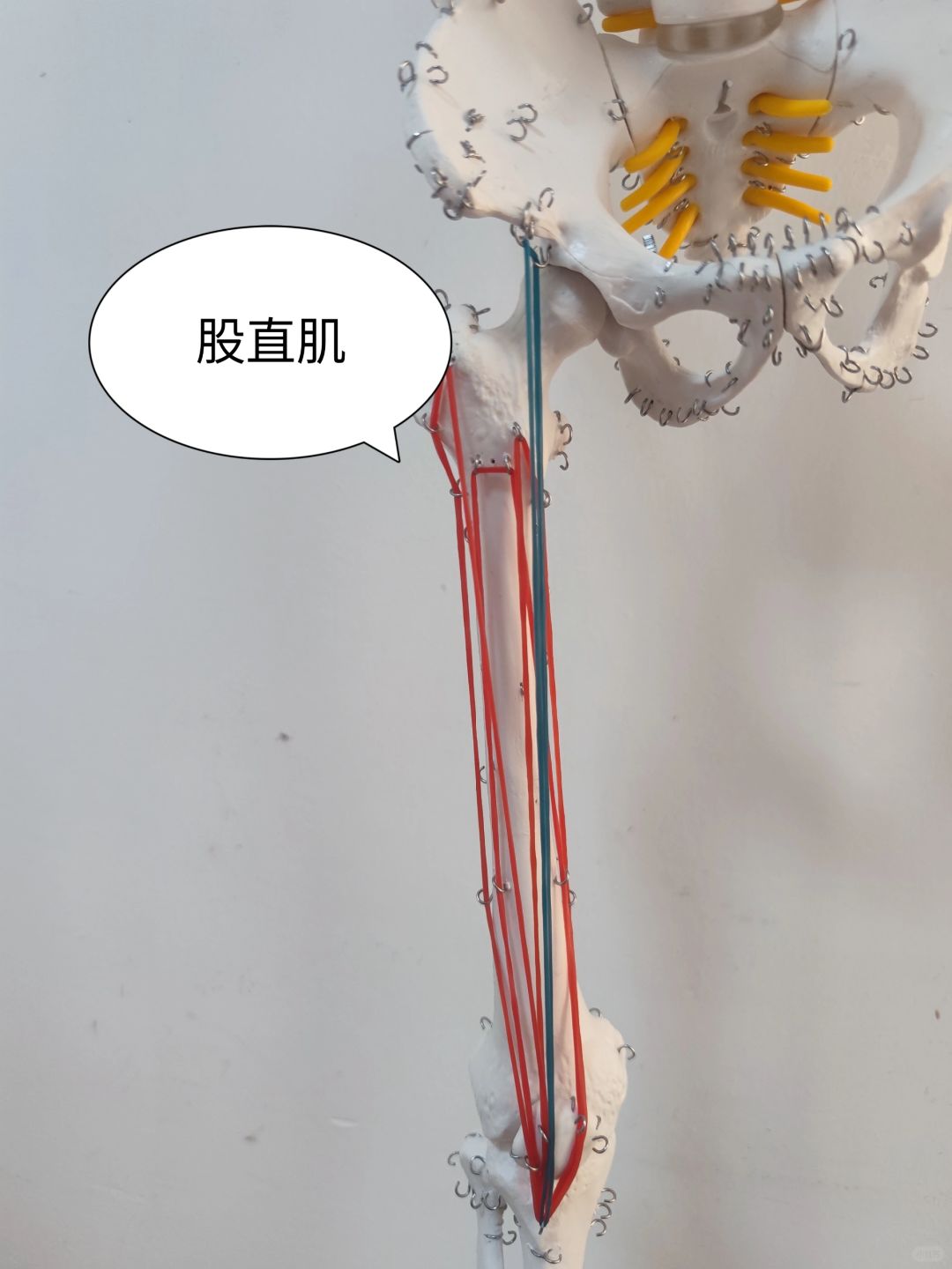 股四头肌——股直肌