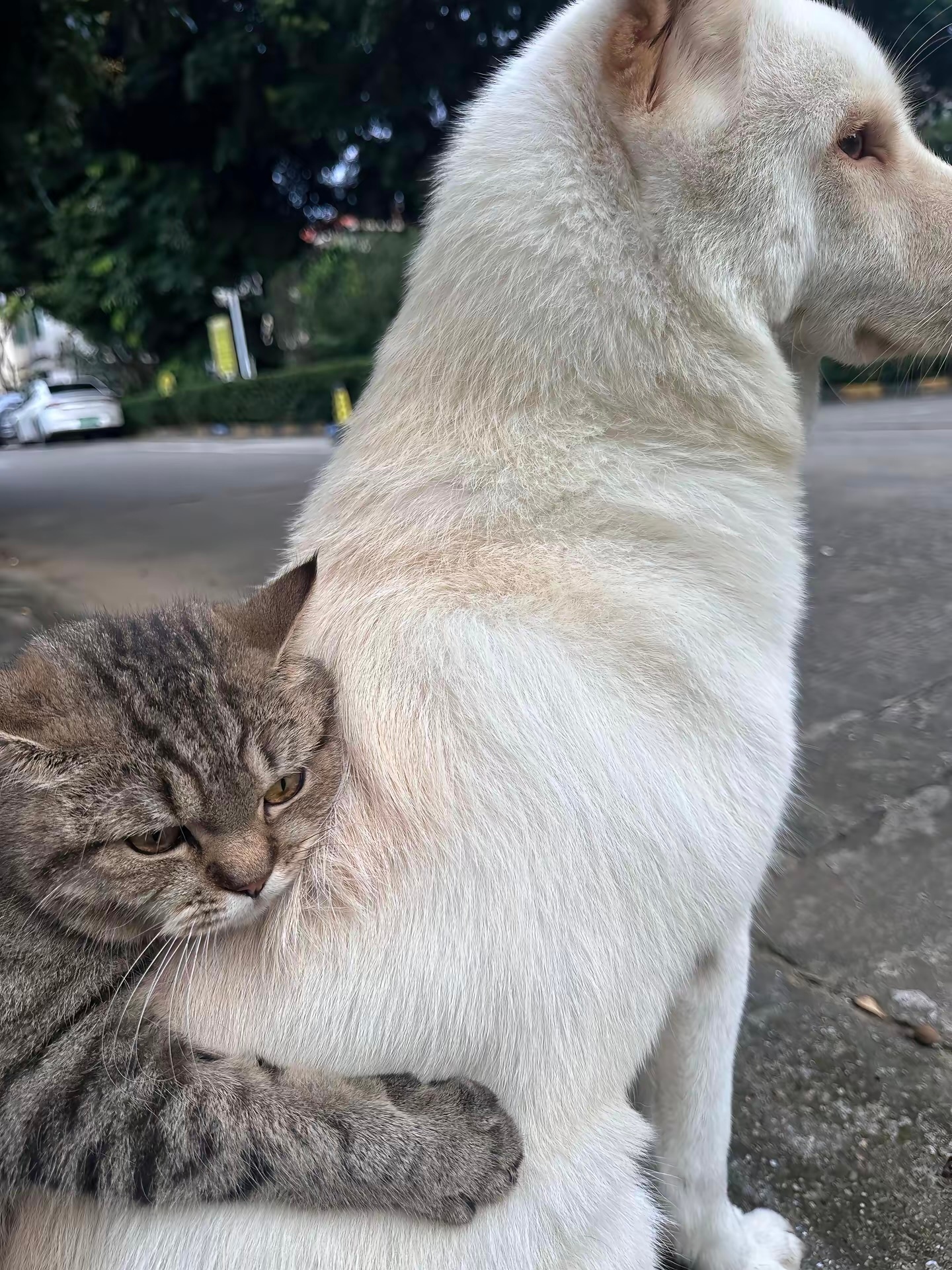 猫咪：我们在一起了