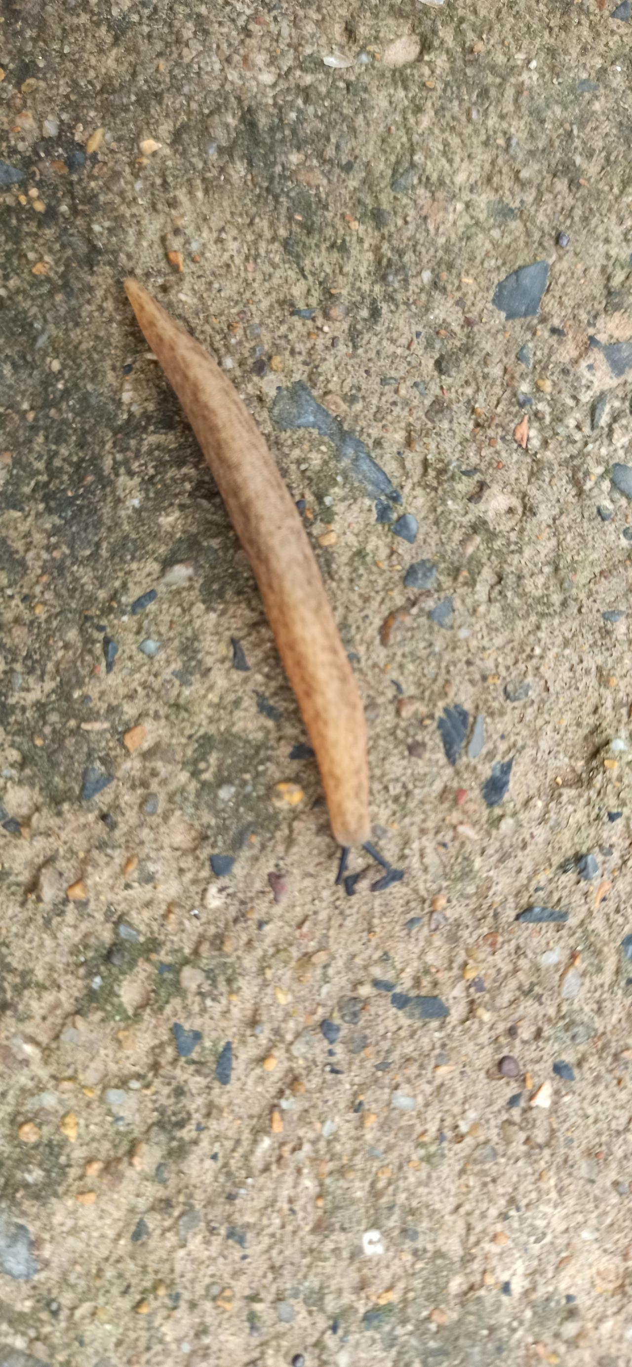问问大家，这是个什么虫啊？怪瘆人的！刚才差一点就踩到它了！