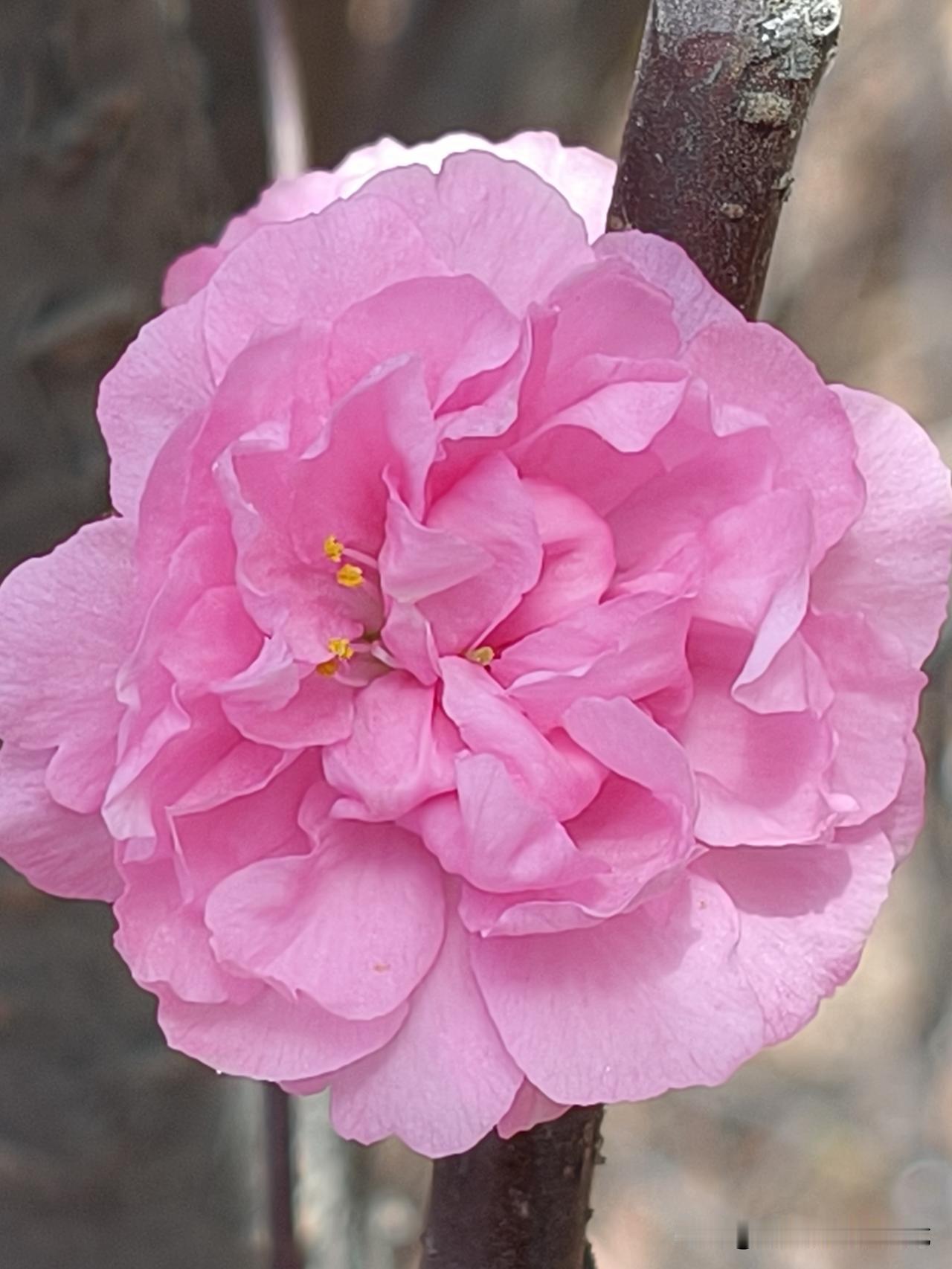 有人说:“人生最大的遗憾就是，
当你活明白的时候，
你已不再年轻，
时间给了我们