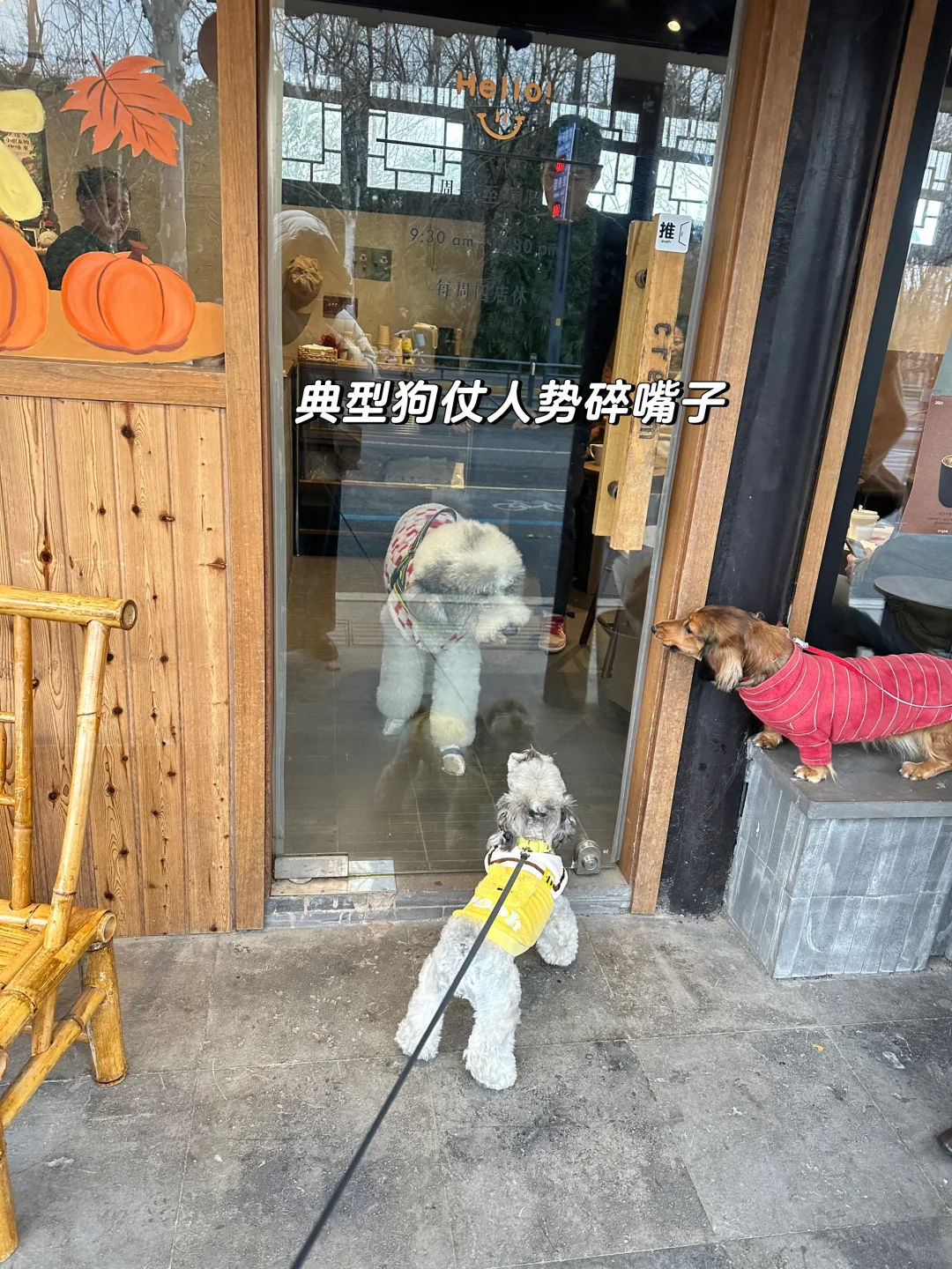 好盆狗约吃一个奶油蛋糕吧