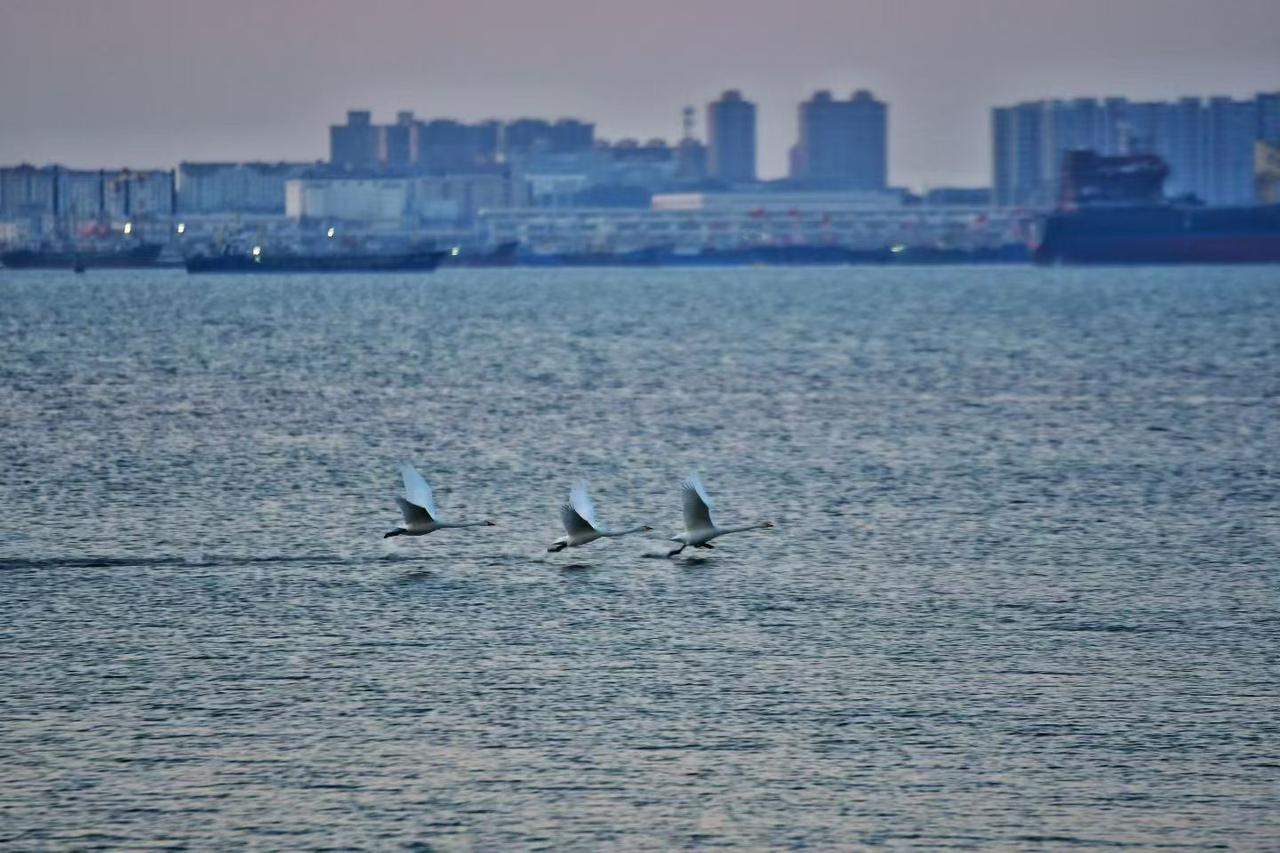 晒图笔记大赛愿我们都能拥有翱翔的翅膀，自由自在的飞行