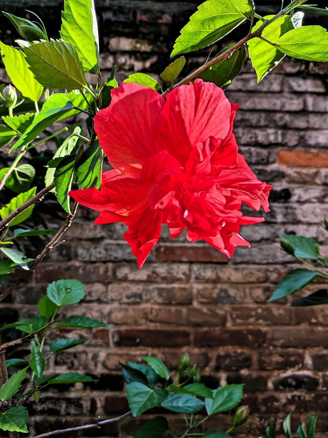 每天都要开的木槿花，太可爱了