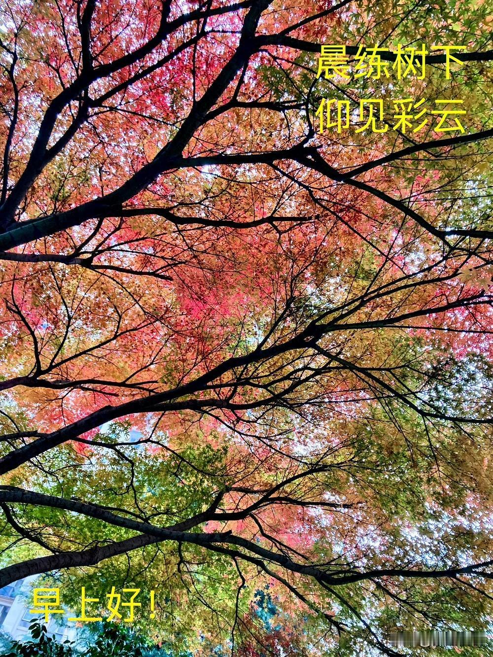 《彩云冬树》

晨练冬树下，曦照地花明。
俯首见秋叶，抬头看彩云。

小芳 摄影