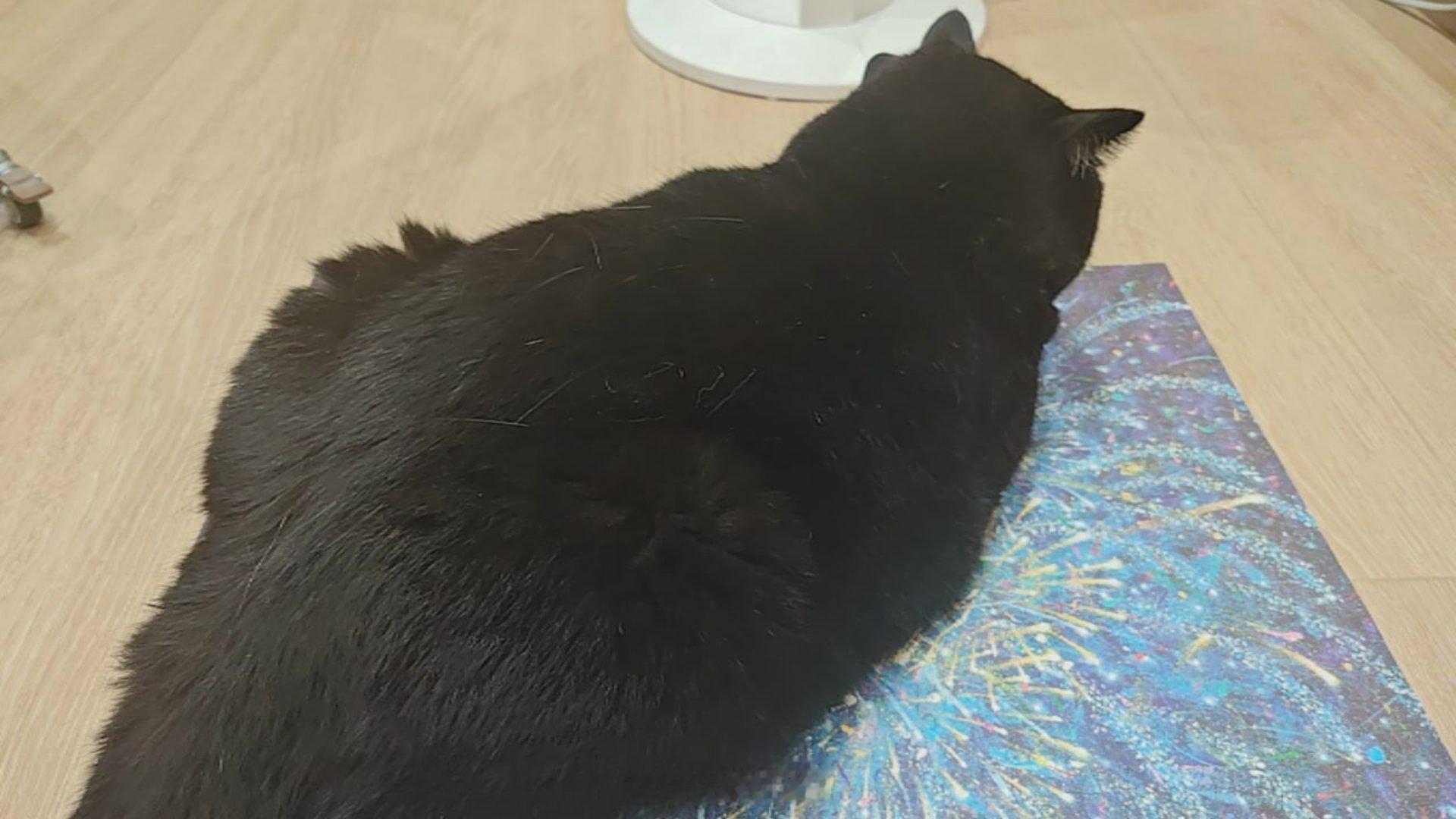 在猫猫的各种骚扰下 终于在上班前拼好了真的很好看  但是已经沦为猫猫的坐垫了 