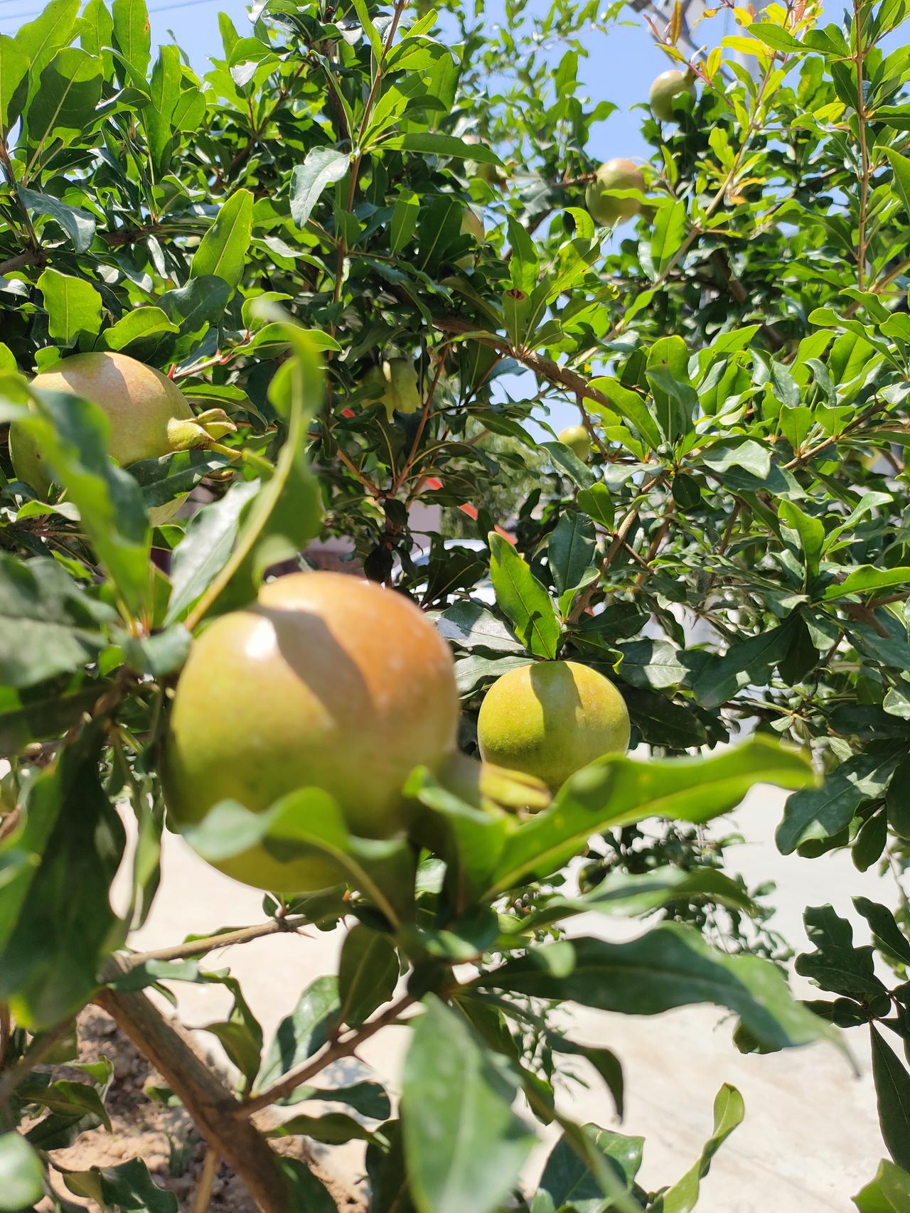 ​
2. 一树青榴，几簇黄花，寻常小院，便是夏日温柔。