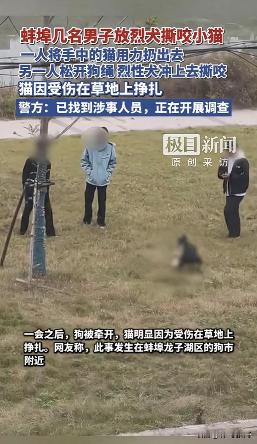 这种人不仅要拘留，最好就是判刑，居然用拿活猫用来训练烈性犬。近日在蚌埠龙子湖区，