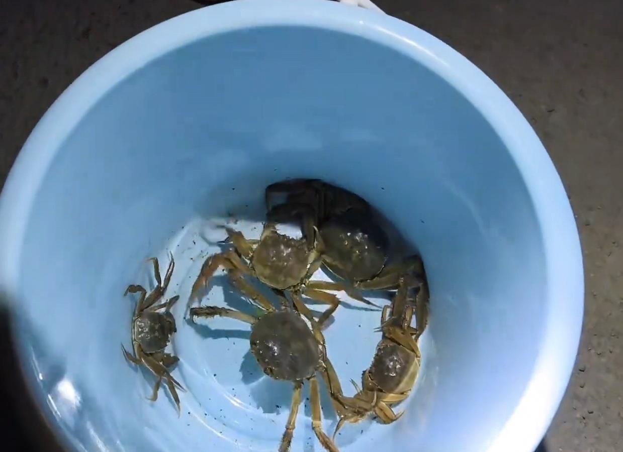 天津公园附近赶海，
今晚的快乐是螃蟹给的！
秋天确实是吃螃蟹的黄金季节！正所谓“