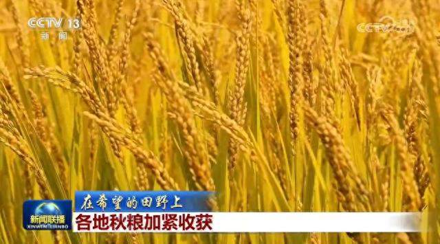 多地秋粮抢收如火如荼！全国秋粮收获已过四成，丰收在望