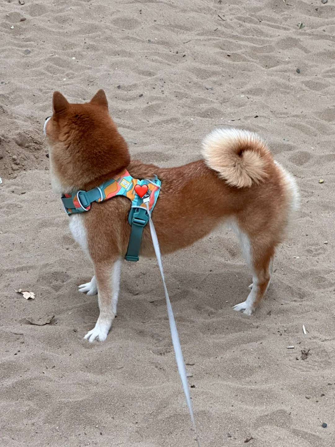 叛逆小狗