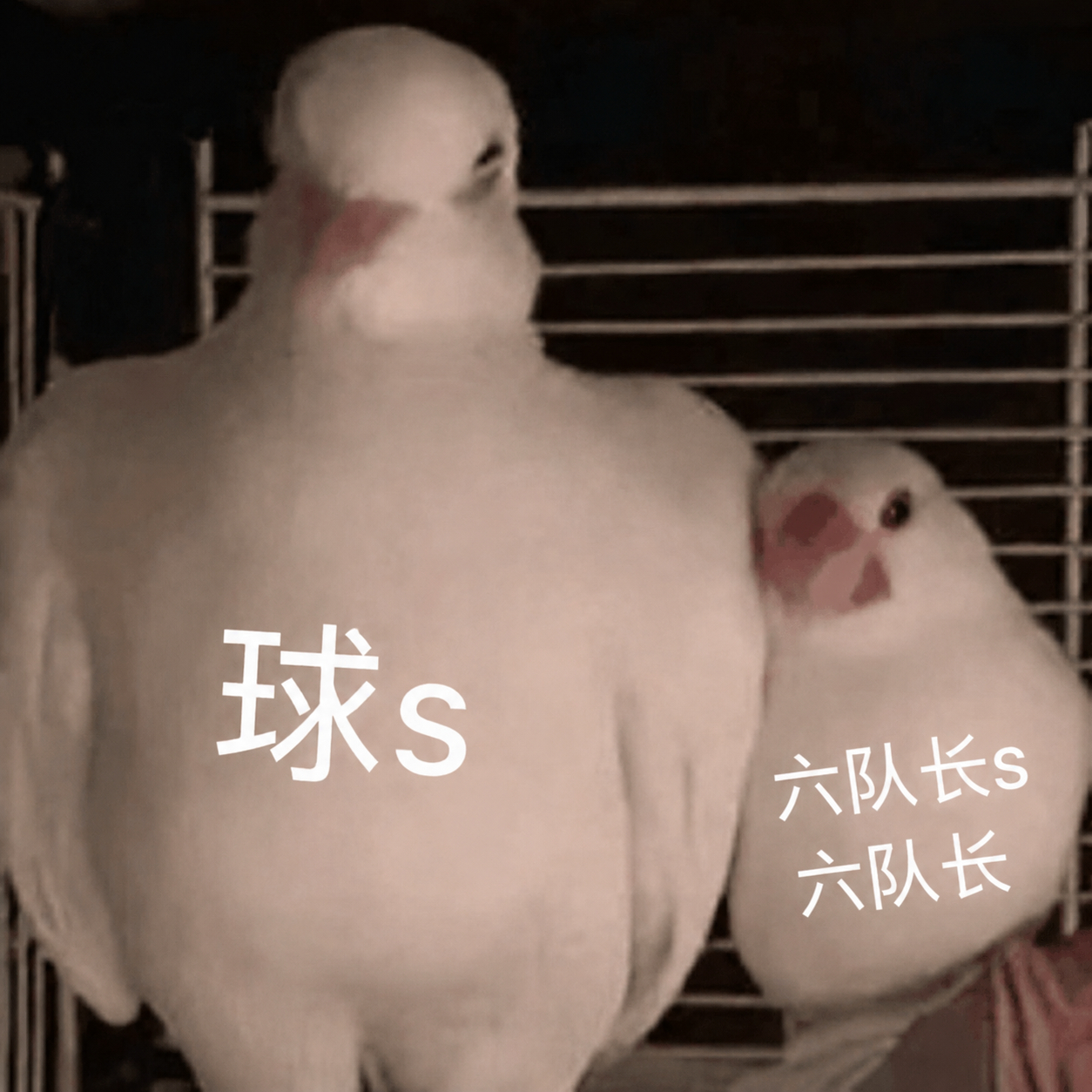 我不行了，球丝老师们梗图已经是浪7佳话了。梗图不是我做的呀大家夸夸全体球s好吗！