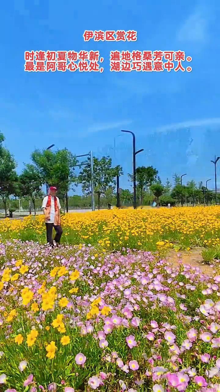 伊滨区赏花。
时逢初夏物华新，遍地格桑芳可亲。最是阿哥心悦处，湖边巧遇意中人。