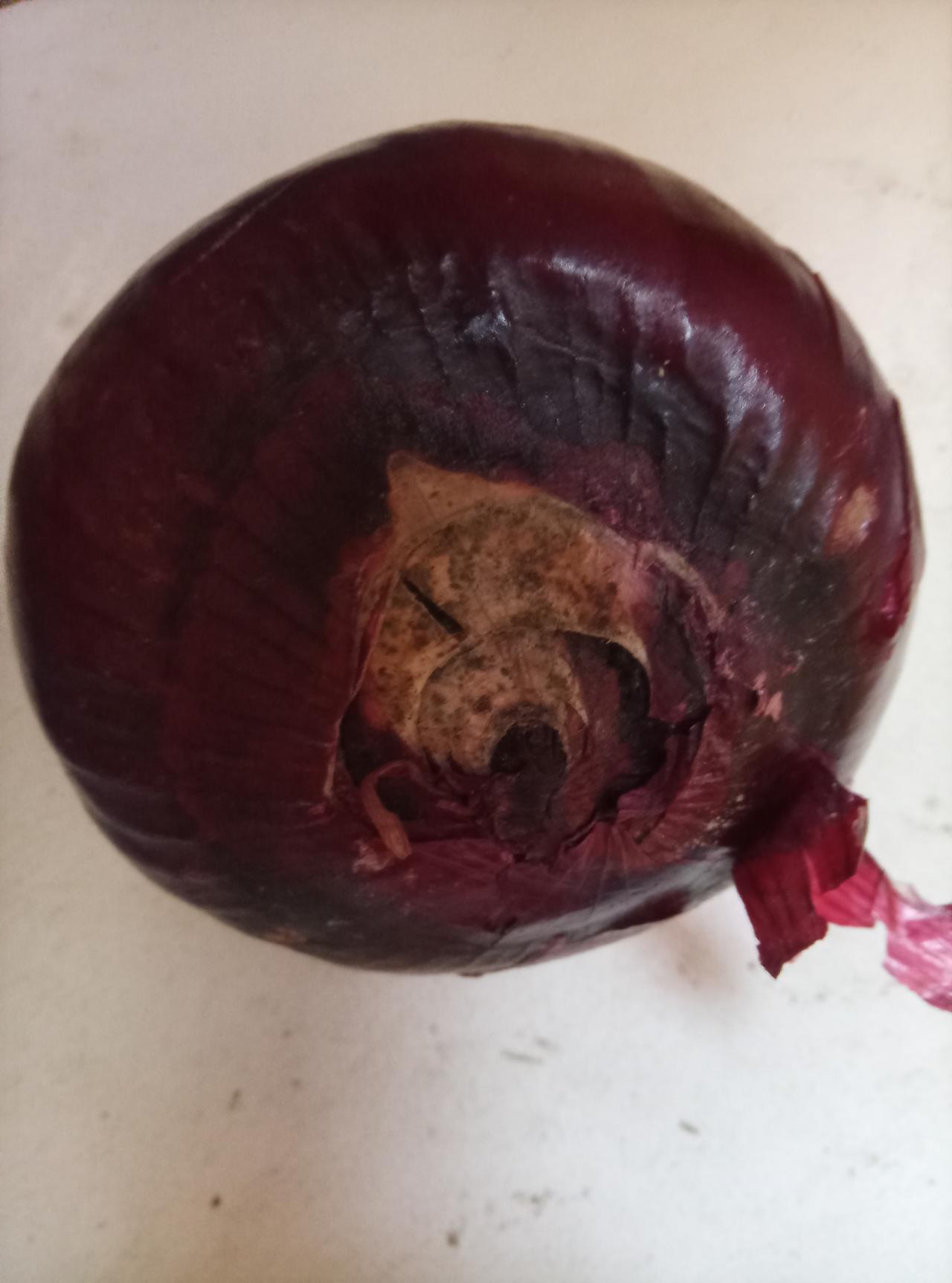 你会利用超长春节假期做什么牛马也要歇口气啊