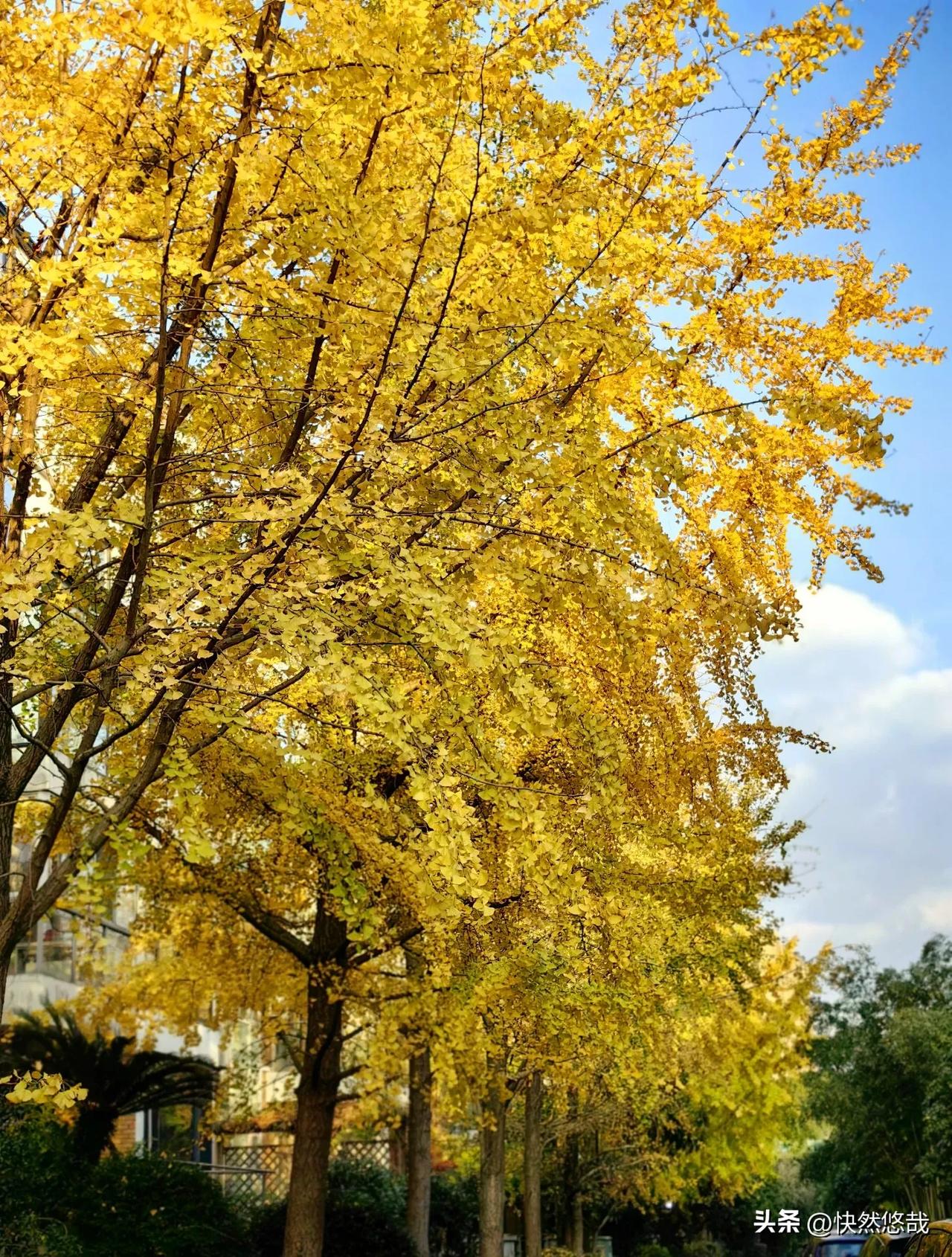 小区的银杏树