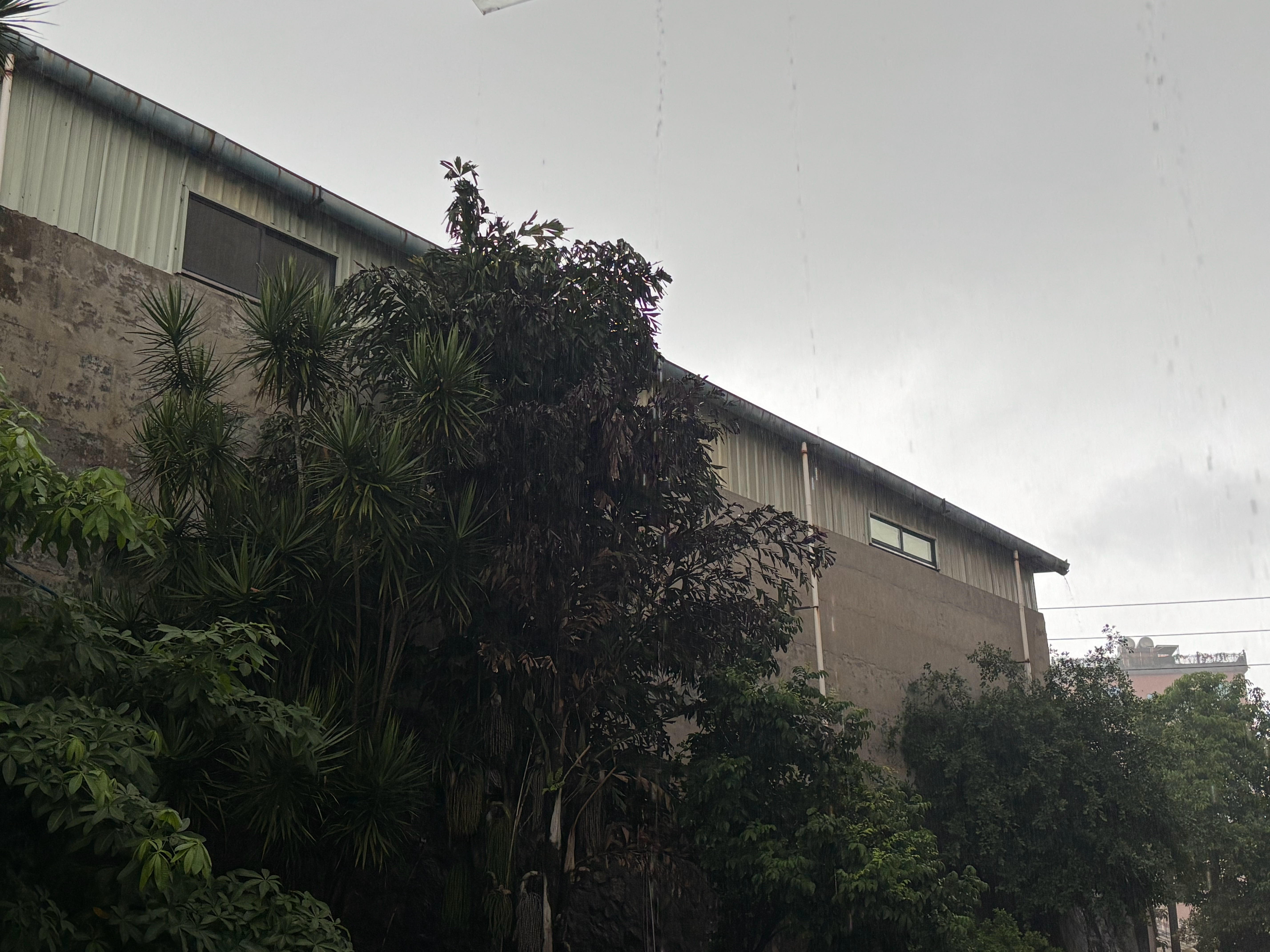 包心汤圆圆  补药再下雨啦 