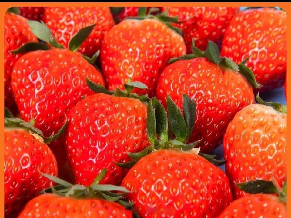 黑草莓售价高达300元一斤庄河草莓口味更好。黑草莓售价高达300元一斤