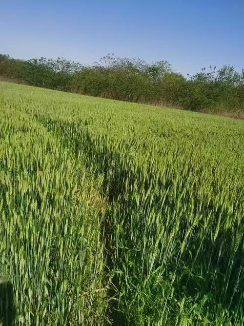 赏灌穗麦稞
 平畴涌碧映天光，
麦浪翻波沐晓阳。
玉秆凝珠承露重，
青芒孕穗沐风
