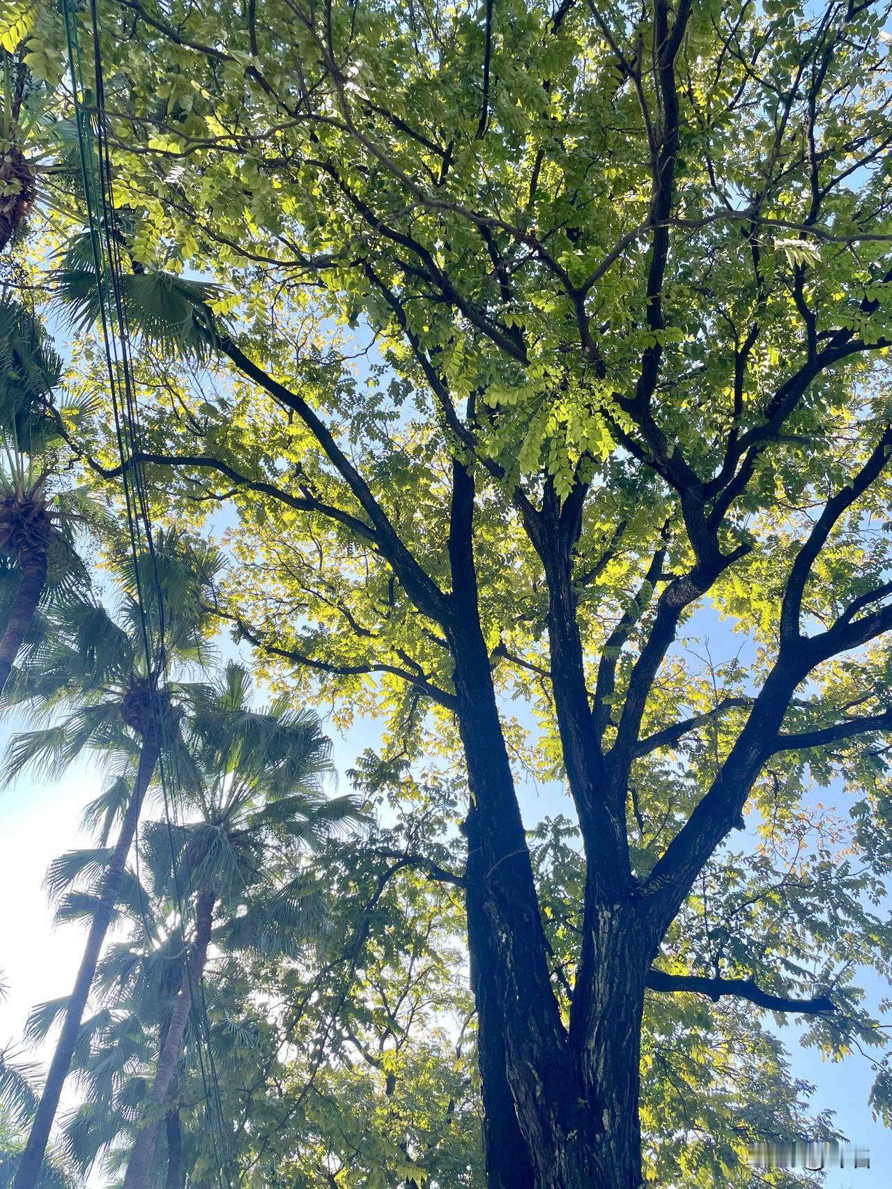 走在路上，
忽然想抬头看看天空，
却撞见了，
这一树的温柔。

傍晚，
阳光穿过