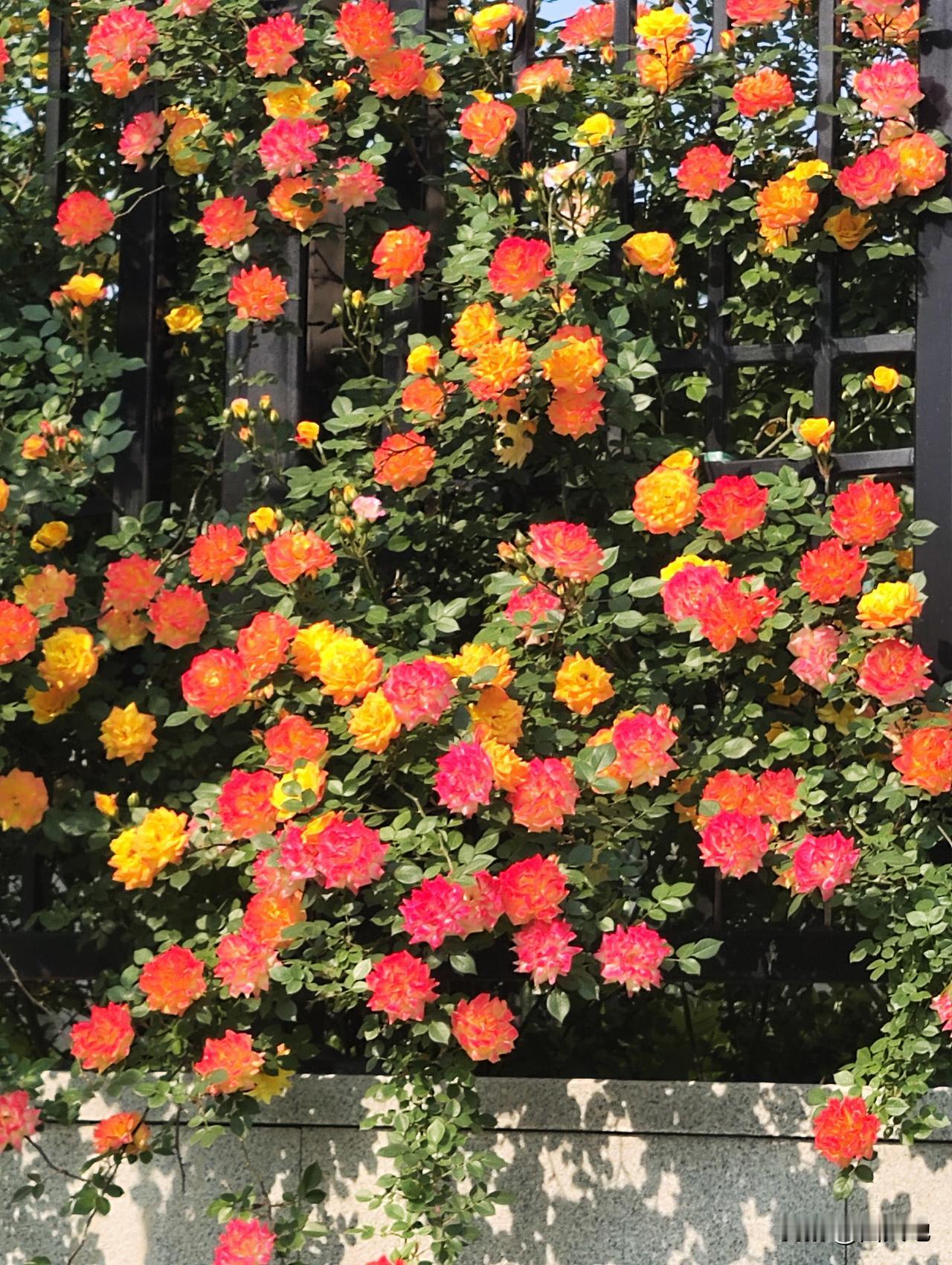 在月季花盛开的季节，小区篱笆墙外的藤彩虹月季花盛开，非常耀眼！

花色颜色独特，