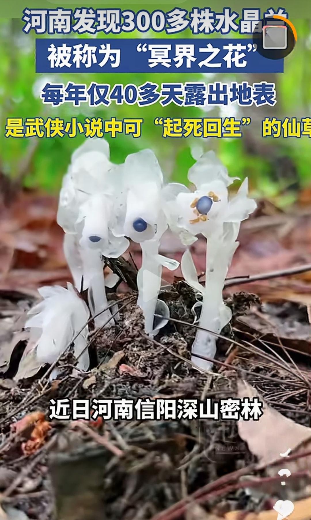近日，河南发现300多株武侠小说里可以“起死回生”的仙草，被称为冥界之花的水晶兰