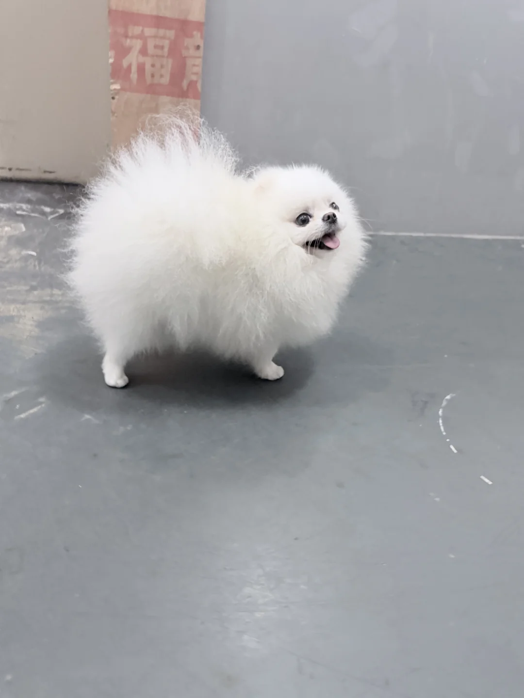 翘臀展示中