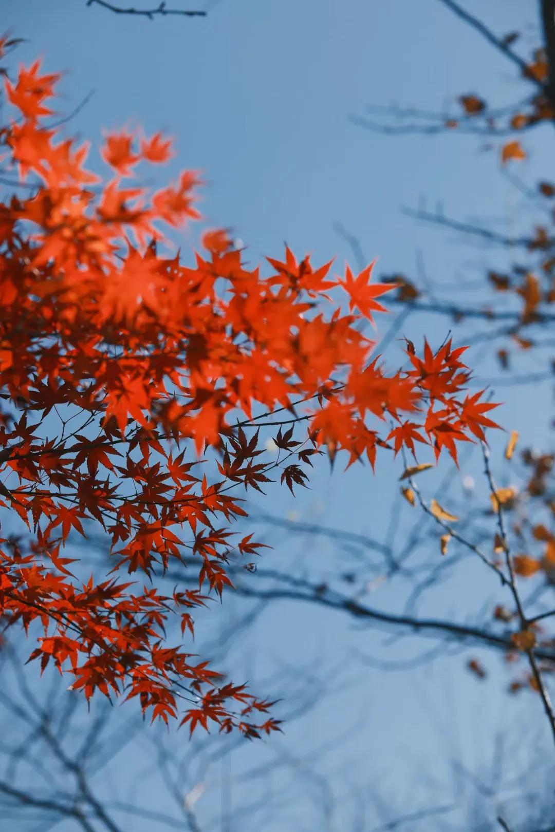 从寒冷的东北回来，在晴空蓝天下，晒着暖阳，感受身上暖呼呼的，看着火红的枫叶，结伙