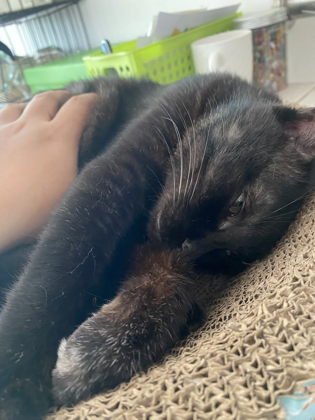 你们的猫猫年纪大了会变得很容易受惊吓吗