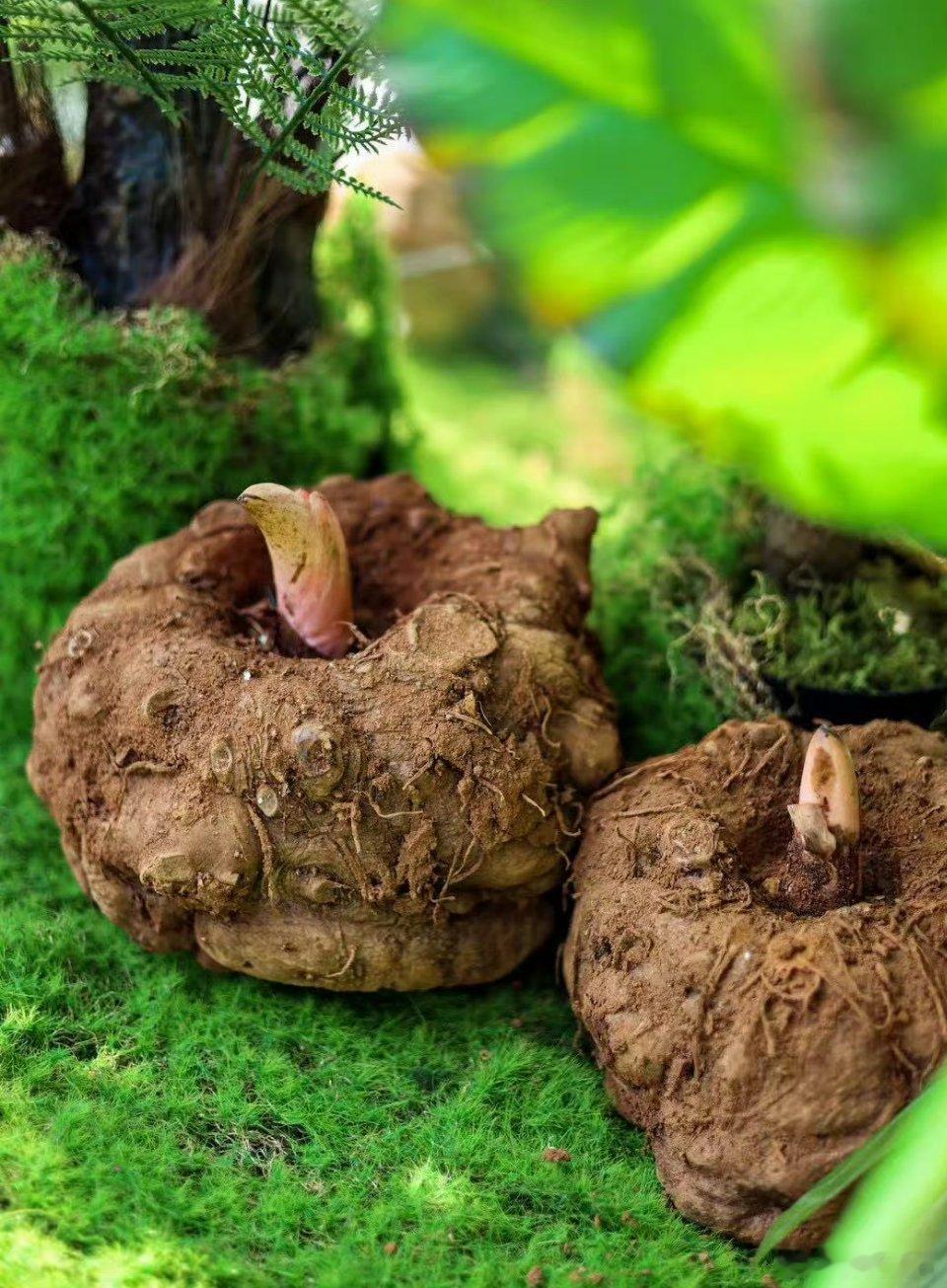 你以为现在的香辣、酸辣味就是魔芋爽的终点了吗？最新的行业动态告诉我们：进化才刚刚