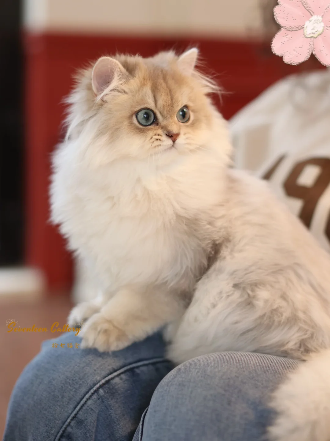 你这小咪像猫头鹰🦉｜蓝金渐层长毛✨