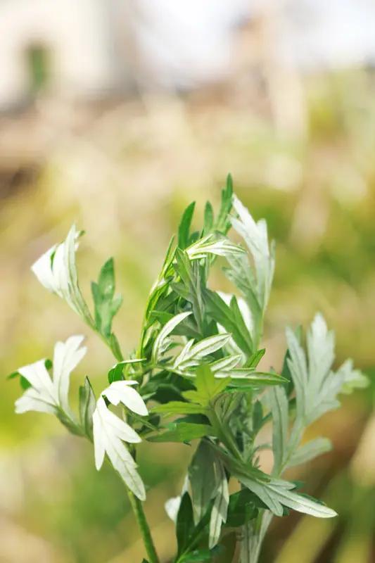 后天就是五一了，学校放两天假，索性把姑娘领上去看爸妈，带她去亲近大自然，散散心，
