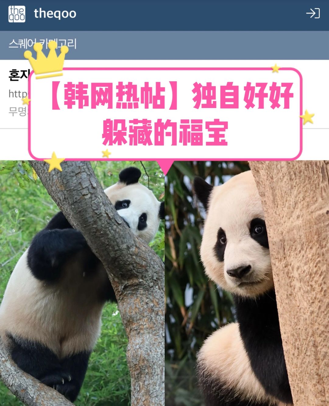 🔥韩网热帖｜独自好好躲藏的福宝🐼