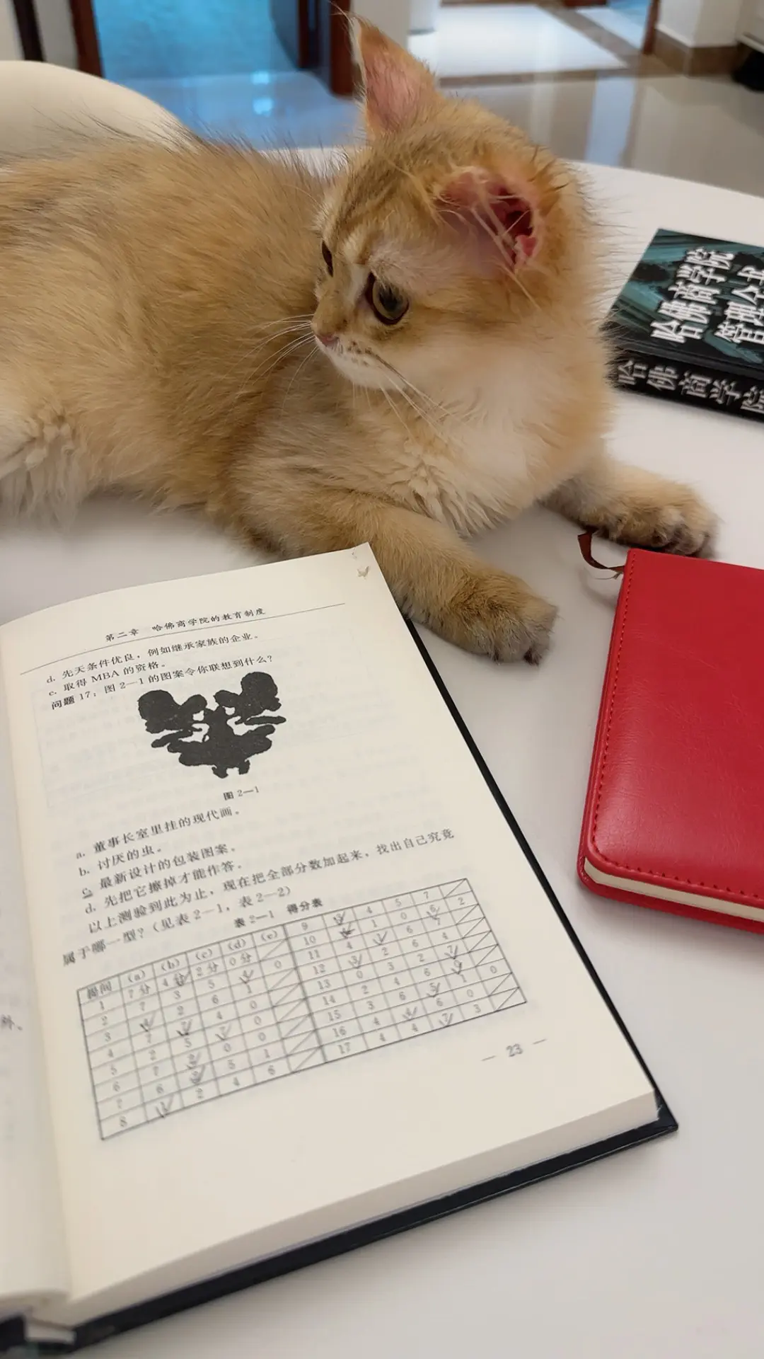 只有小猫会一直陪着我 陪着我做任何事 所以我爱我的小猫🐱