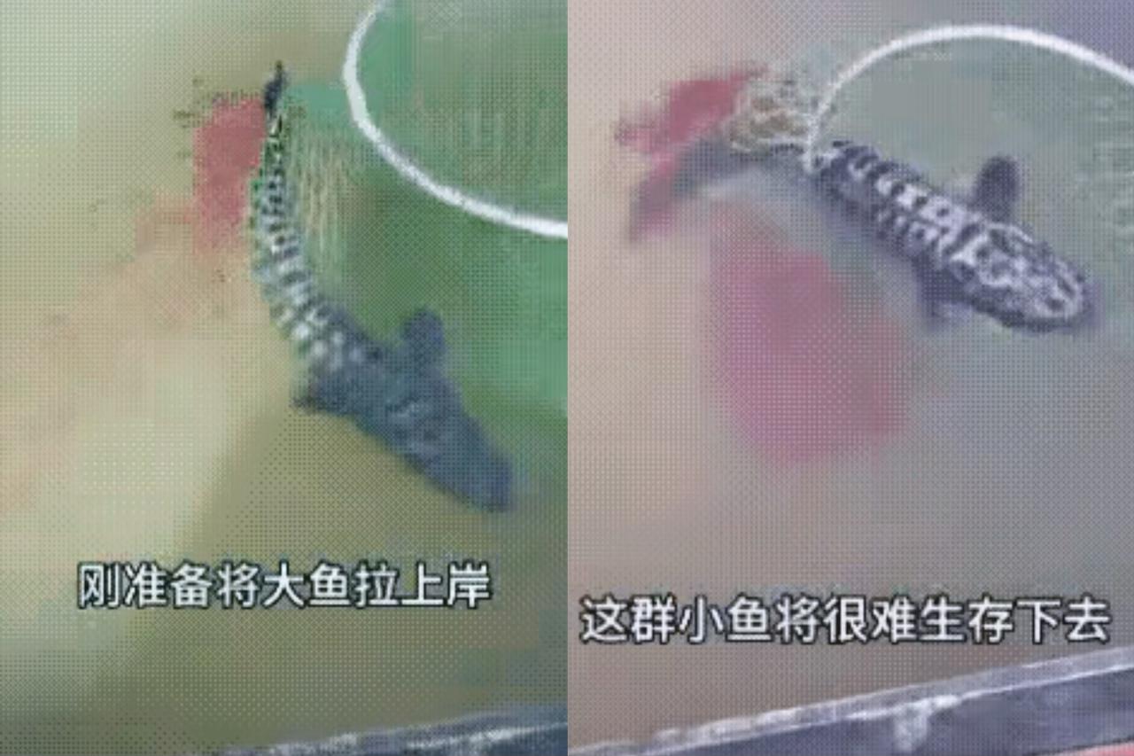 钓到大鱼本该偷着乐吧？
可山东这大哥拽鱼线时突然停手——鱼尾巴后面竟跟着
一串小