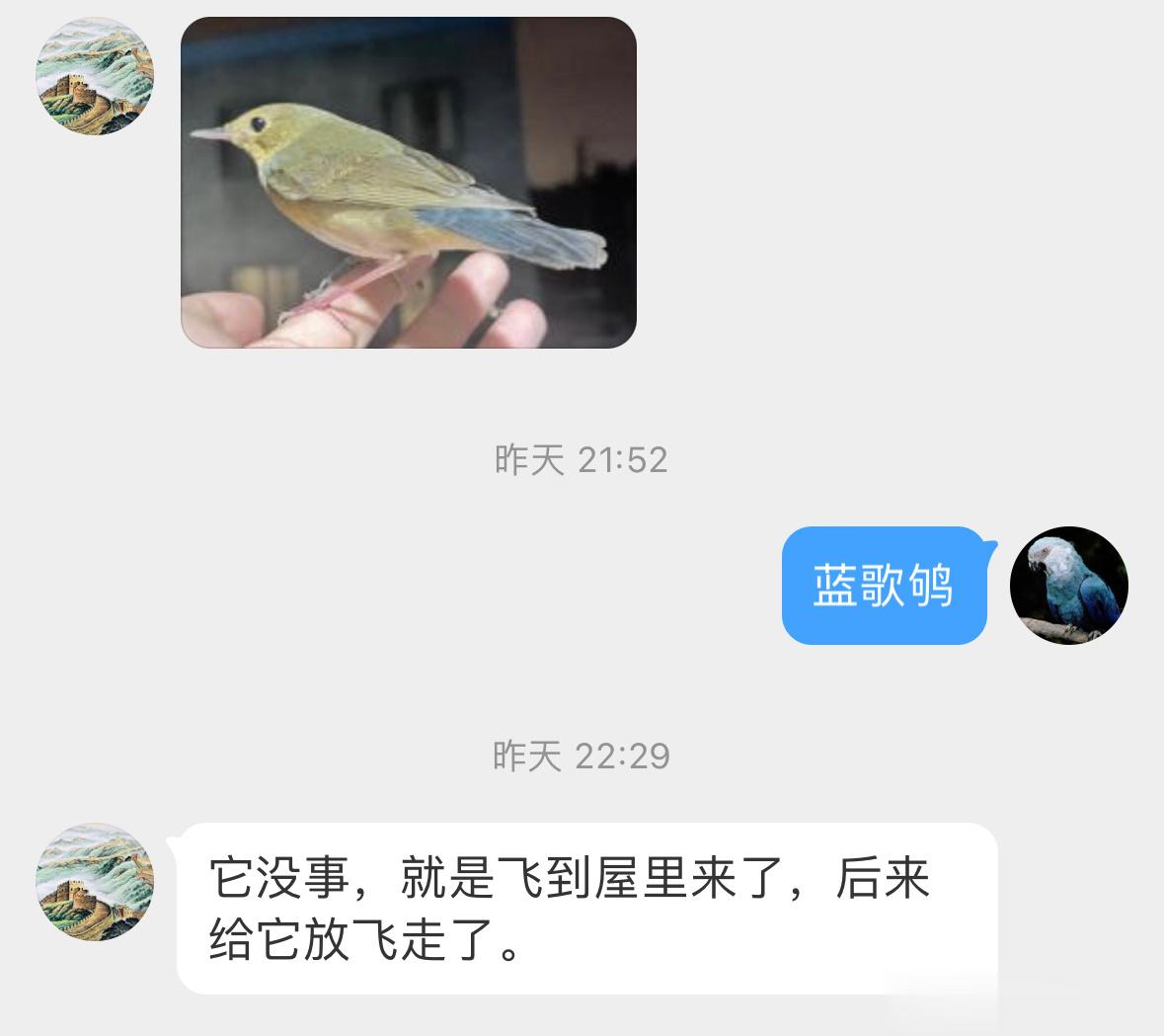 #鸟粉投稿# 飞屋里的【蓝歌鸲qú】被捉拿归案后放飞啦 ​​​
