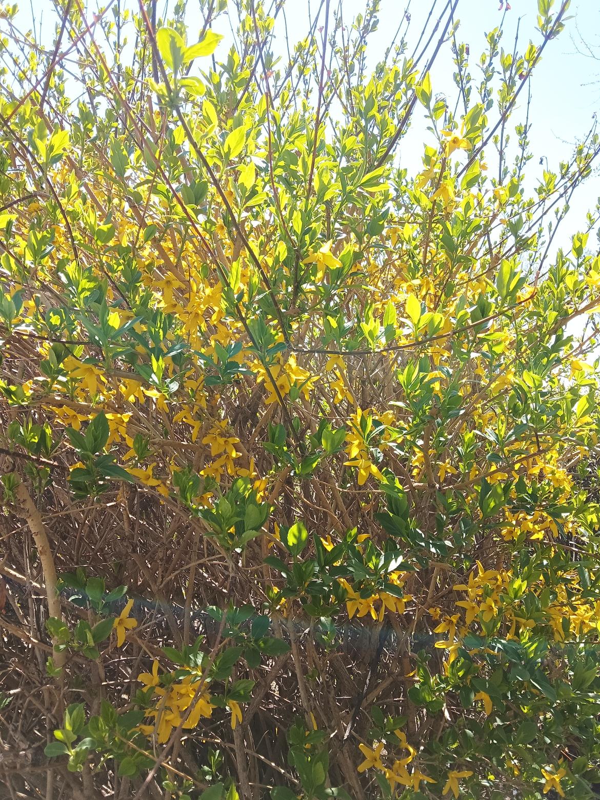 阳光洒满的黄色花丛，生机勃勃的自然之美。