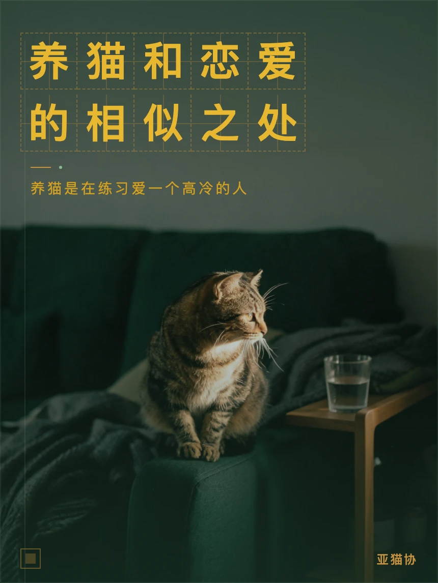 养猫和恋爱的共同点｜猫像极了高冷对象