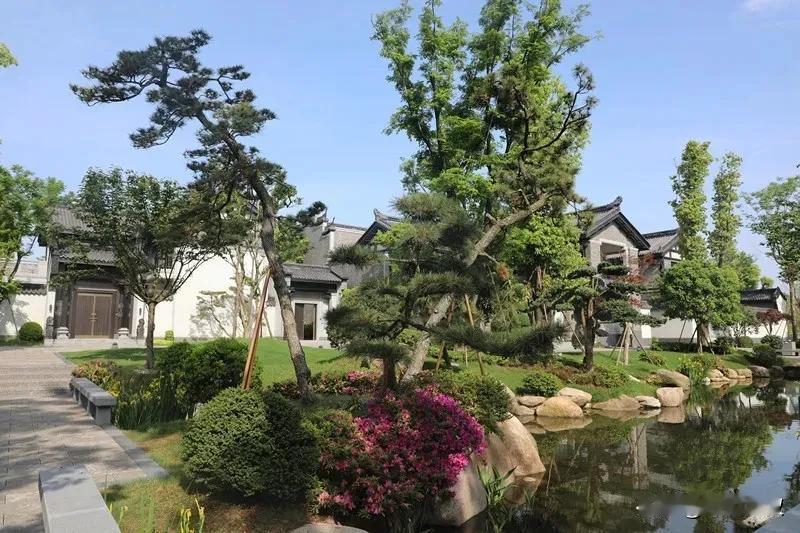 老树新枝，枯木逢春。
岁月沧桑，难掩生机。
只要心不老，希望永在。
重新出发，亦