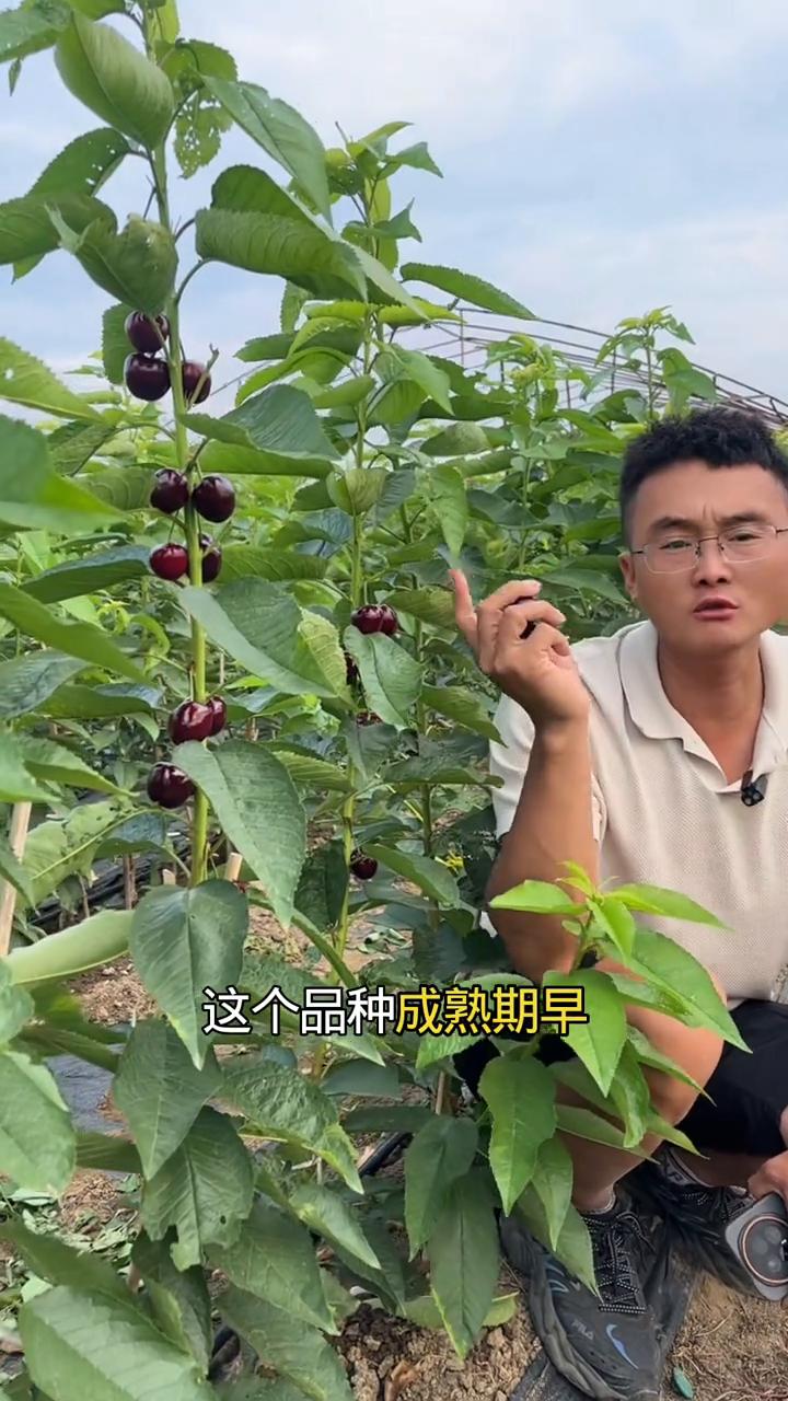 今年砍掉红灯，砍掉早大果，更换樱桃的种植户特别多，都想发展四杠八，但是真正知道四
